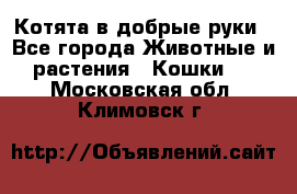 Котята в добрые руки - Все города Животные и растения » Кошки   . Московская обл.,Климовск г.